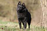 SCHIPPERKE 334